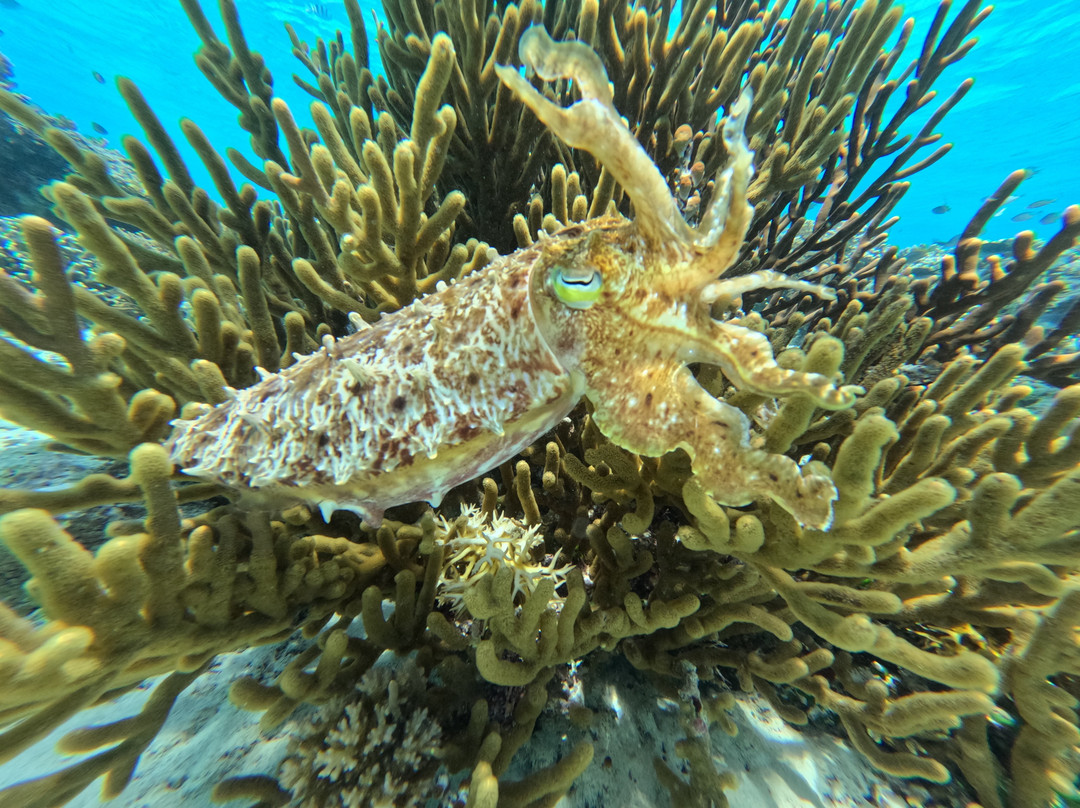 Progy Menjangan-Pejarakan必去景点