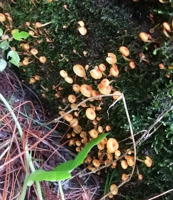 Funset Experience-Amecameca必去景点