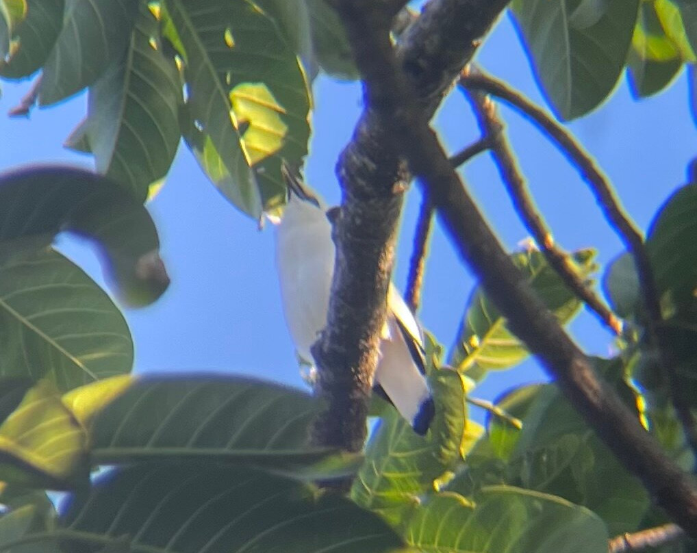 Snorkeling Menjangan-新加拉惹必去景点