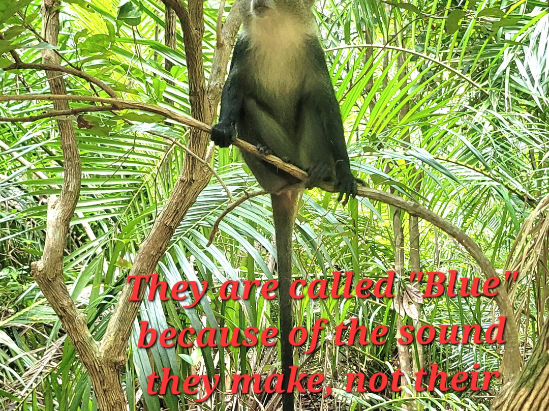 Enjoy Kizimkazi with Mr. Happy-Kizimkazi必去景点