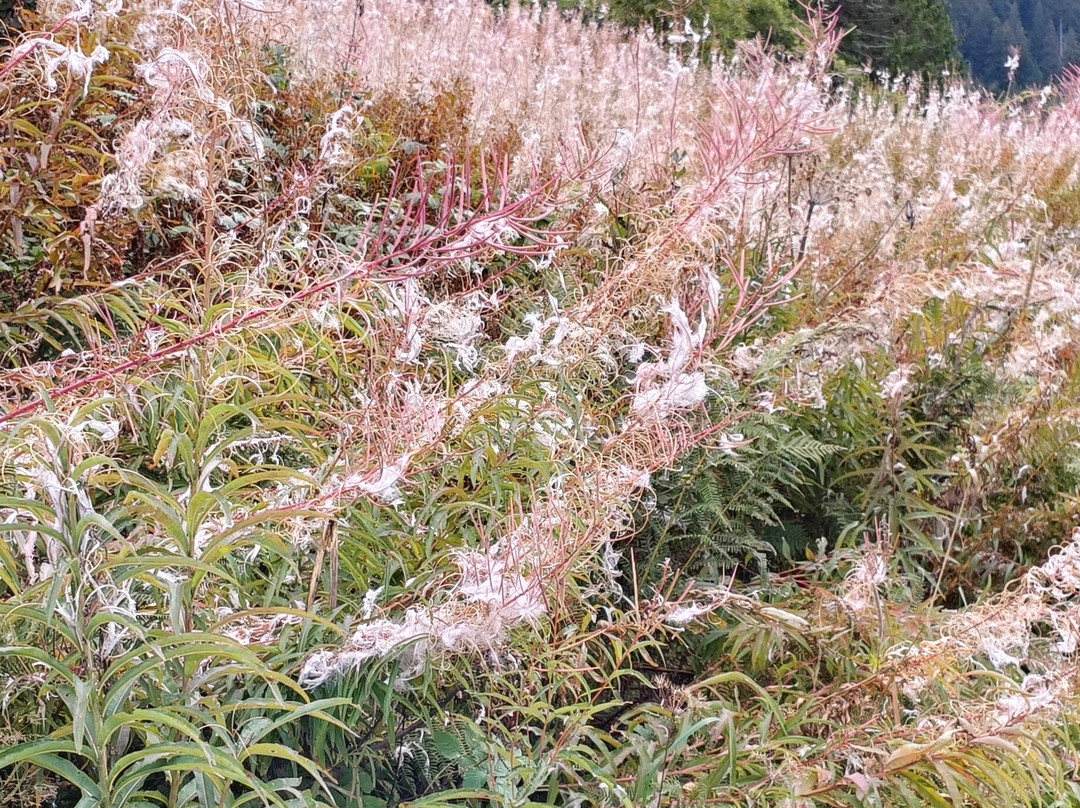 LAC DE SAINT GUÉRIN-Beaufort必去景点