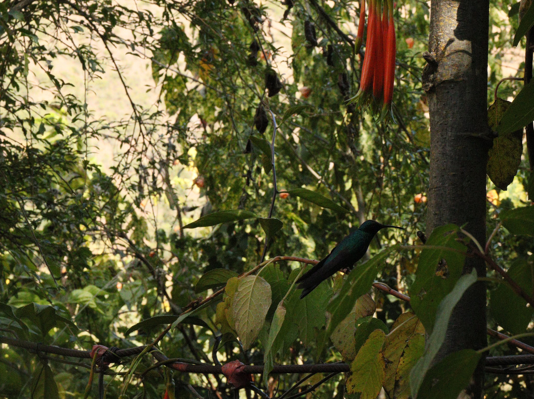 Santuario de colibríes - Ensifera Ensifera-乌鲁班巴必去景点