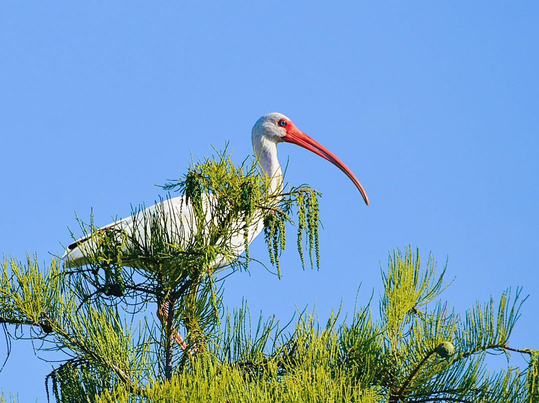 Okefenokee Adventures-Folkston必去景点