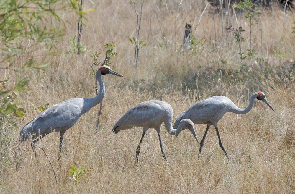 APT Kimberley Wilderness Adventures-布鲁姆必去景点