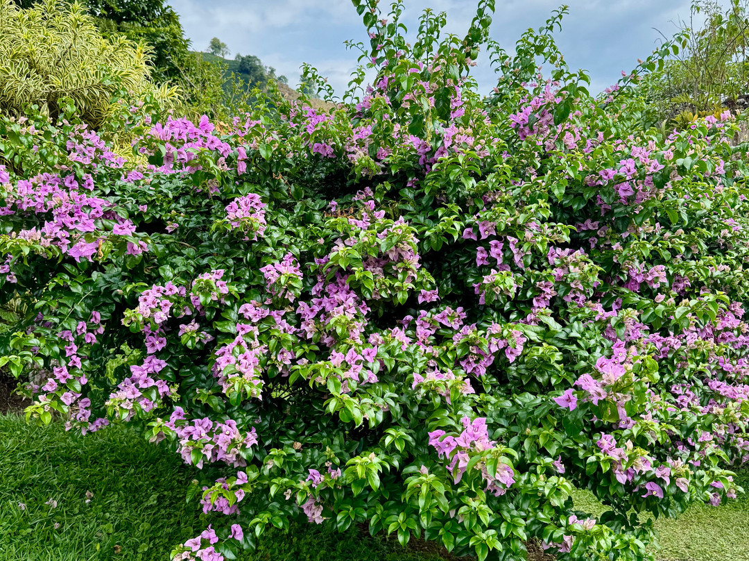 Hacienda Guayabal-Chinchina必去景点