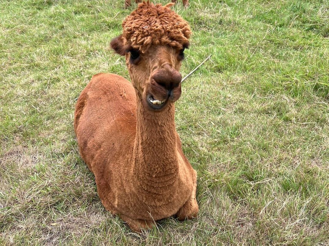 Church Farm - Stow Bardolph-Stow Bardolph必去景点