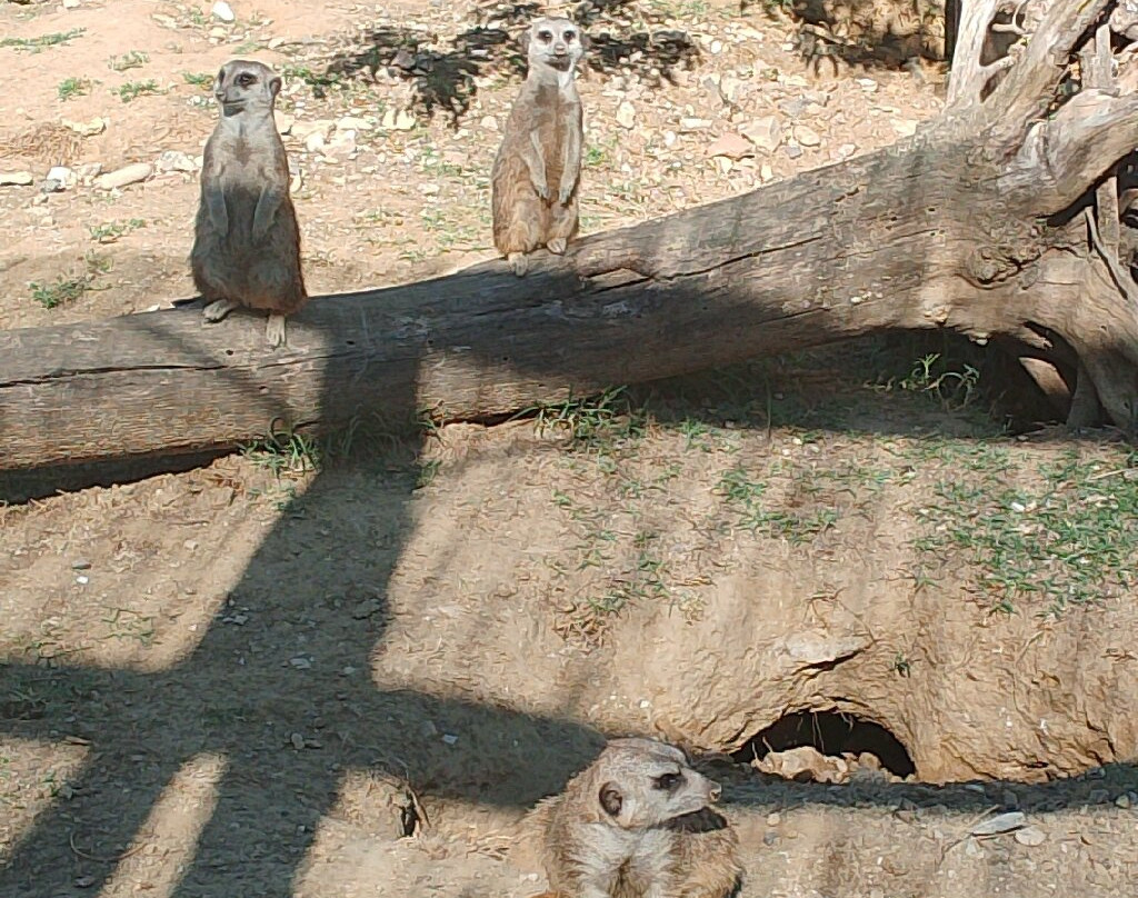 Zoo d'Abruzzo-Rocca San Giovanni必去景点