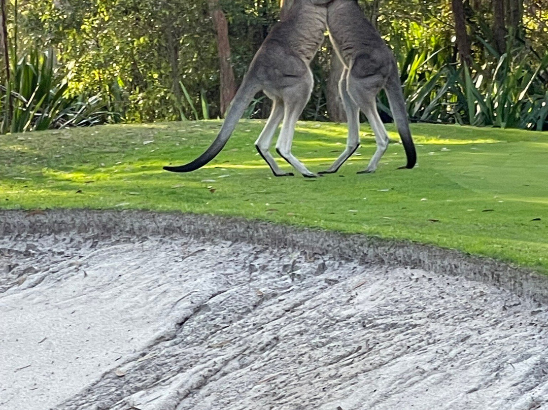 Kangaroo Encounters Guided Tours-尼尔森湾必去景点