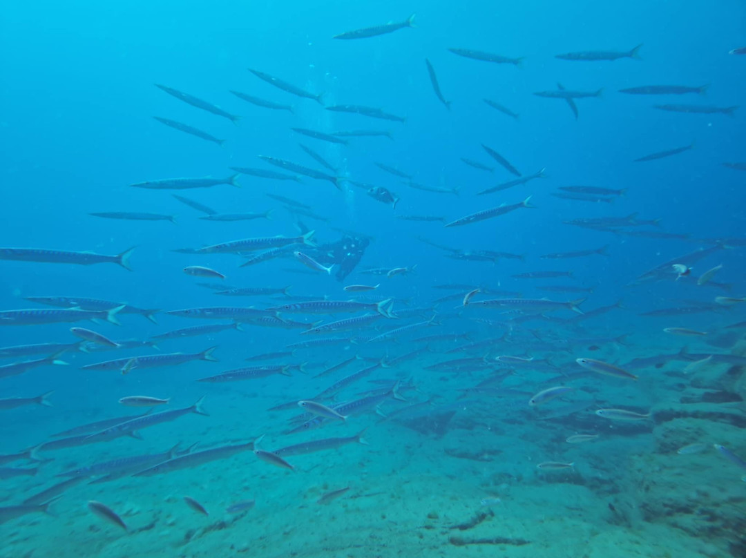Deep Blue Diving Base-Caleta de Fuste必去景点