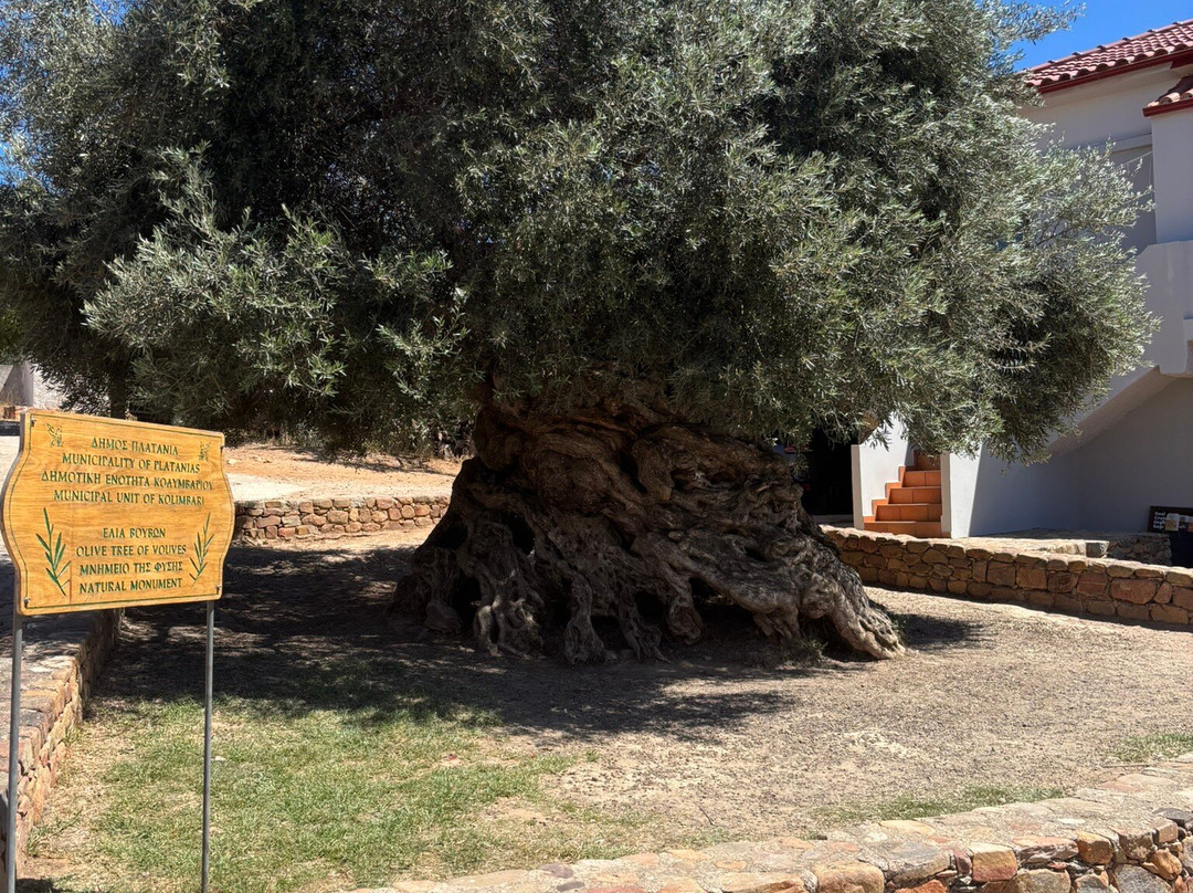 Olive Tree Museum of Vouves-Vouves必去景点