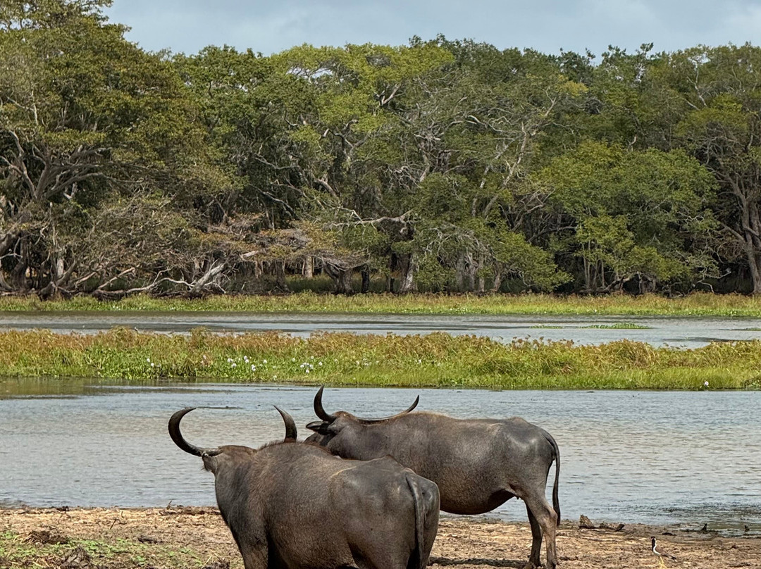 Wilpattu Safari Jeep-Wilpattu National Park必去景点
