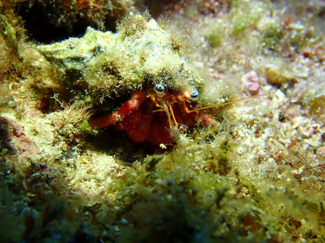 Paxos Oasi Sub-Lakka必去景点