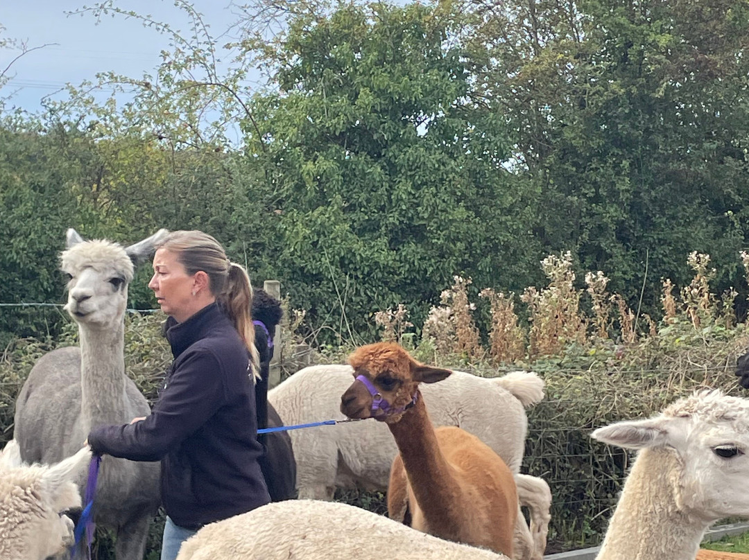 Tickhill Alpacas-Tickhill必去景点