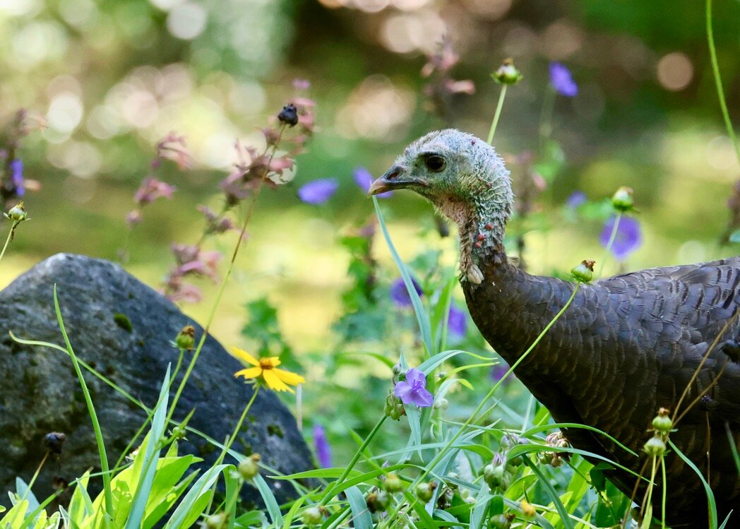 Beaver Island Lodge-官方