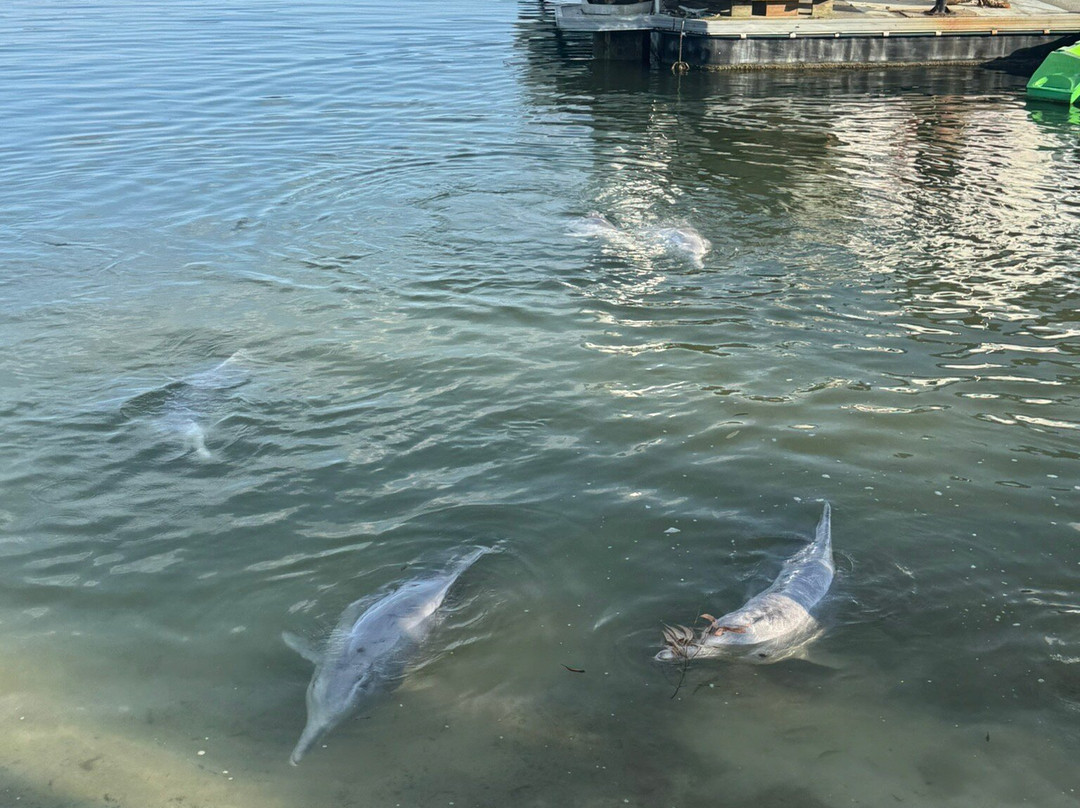 Barnacles Dolphin Centre-Tin Can Bay必去景点