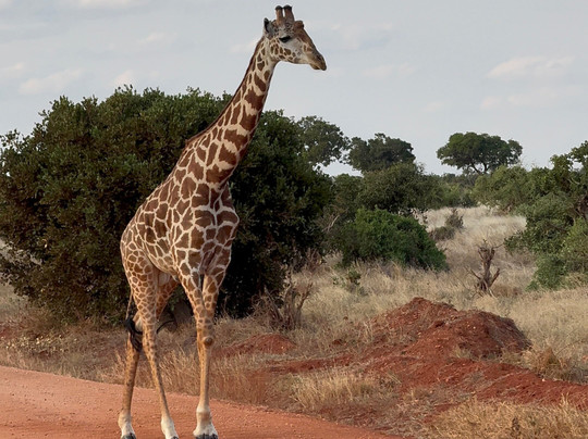 Azmina Tours & Safaris - Sheriffo-马林地必去景点