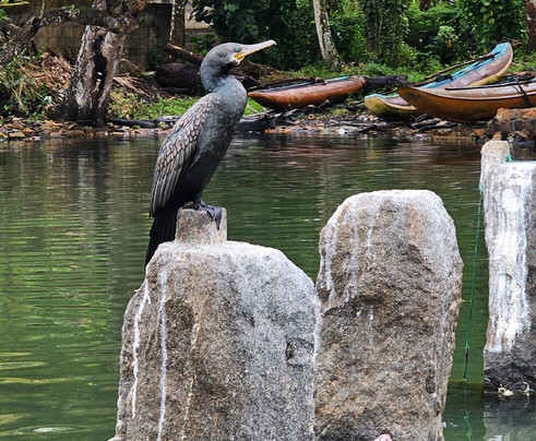 Boat Safari At Koggala Lake No 07-克拉必去景点