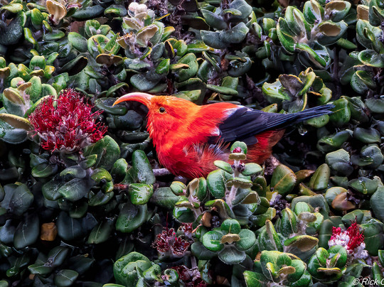 Unique Maui Tours-毛伊岛必去景点