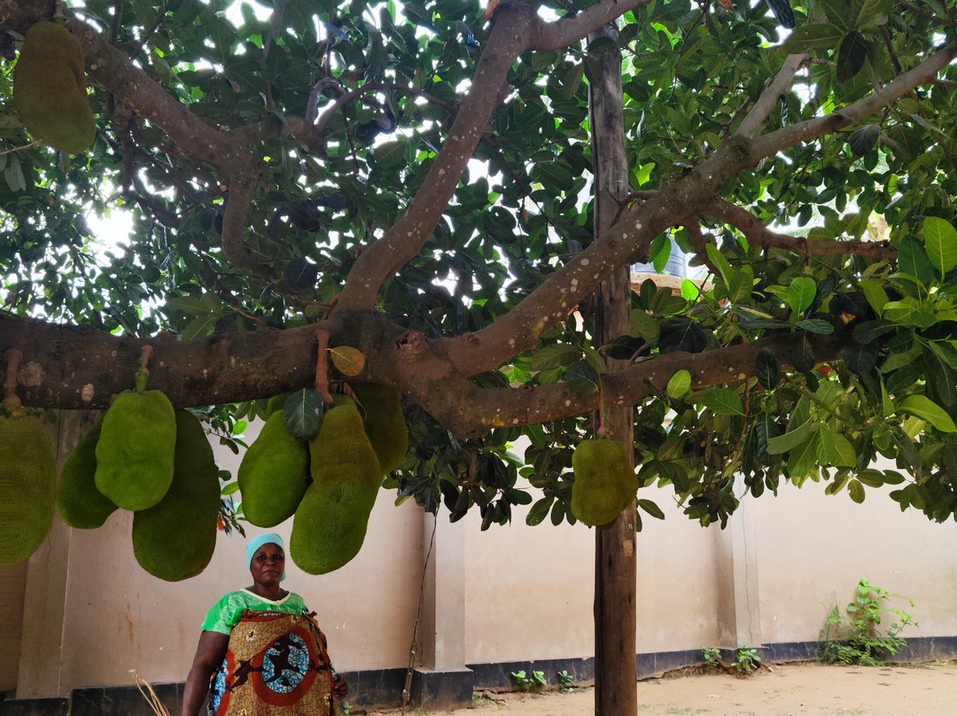 Chizua Waterfalls  Mikumi National Park-米库米国家公园必去景点