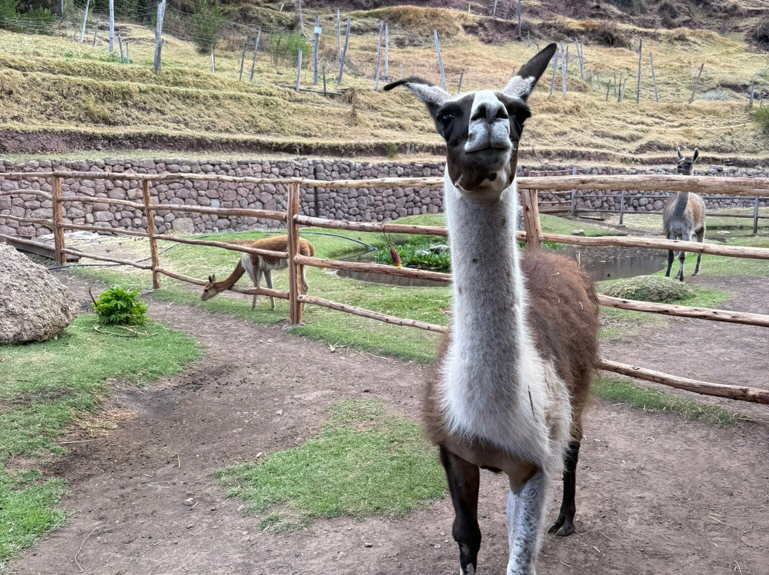 Awana Kancha-库斯科必去景点