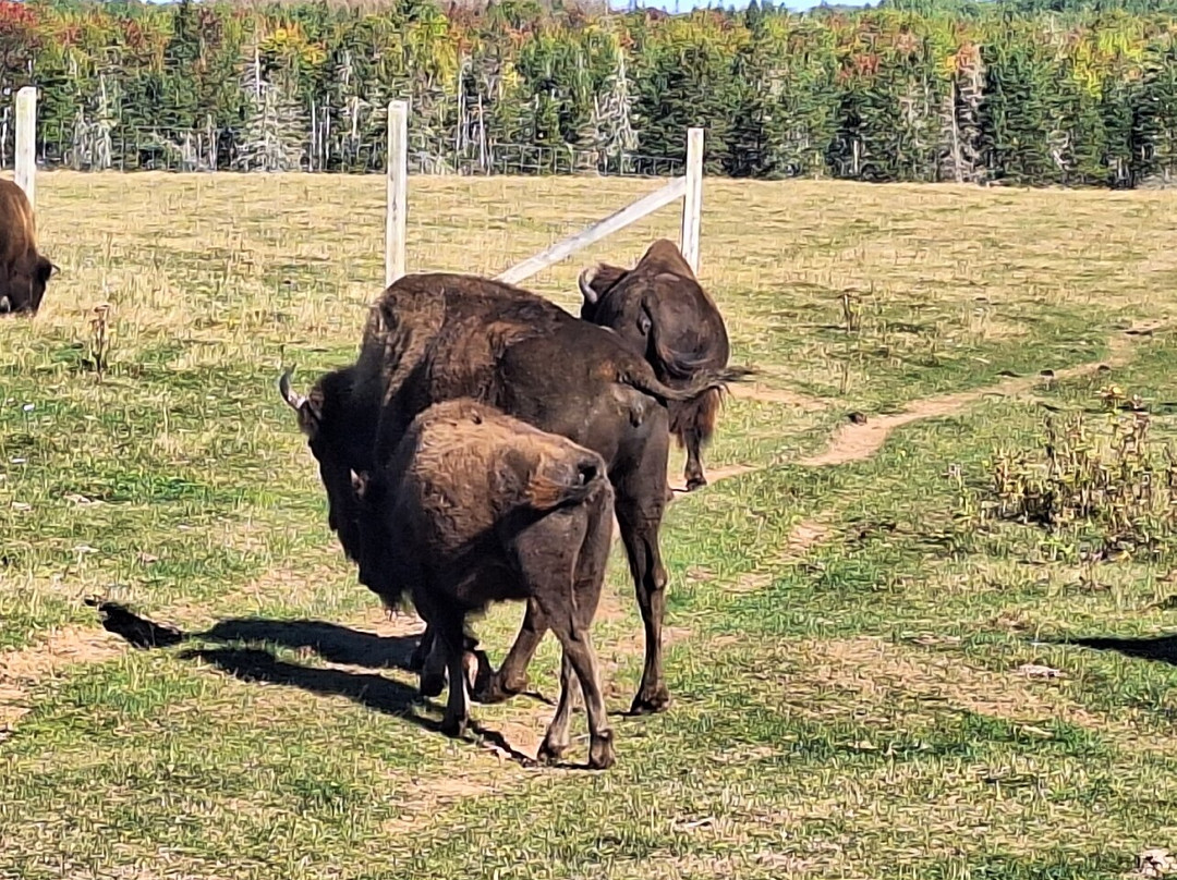 Buffaloland Provincial Park-Montague必去景点