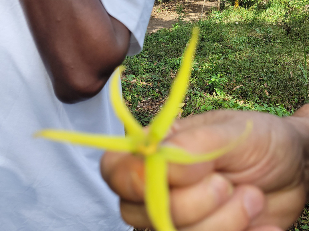 Village Green Spice farm-桑给巴尔岛必去景点