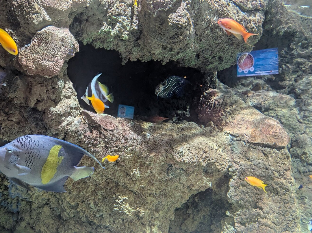 Lanzarote Aquarium-科斯塔特吉塞必去景点