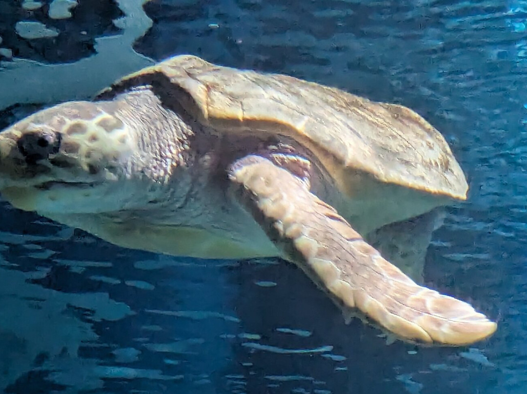 Lanzarote Aquarium-科斯塔特吉塞必去景点