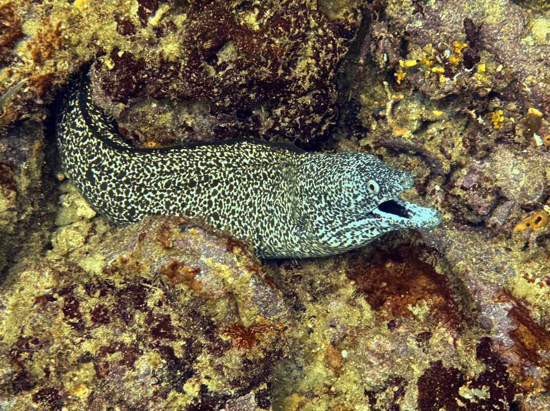 Wild Turtle Scuba Tobago Ltd.-Bon Accord必去景点