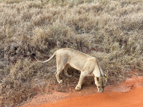 Magical Lions Safaris-迪亚尼必去景点