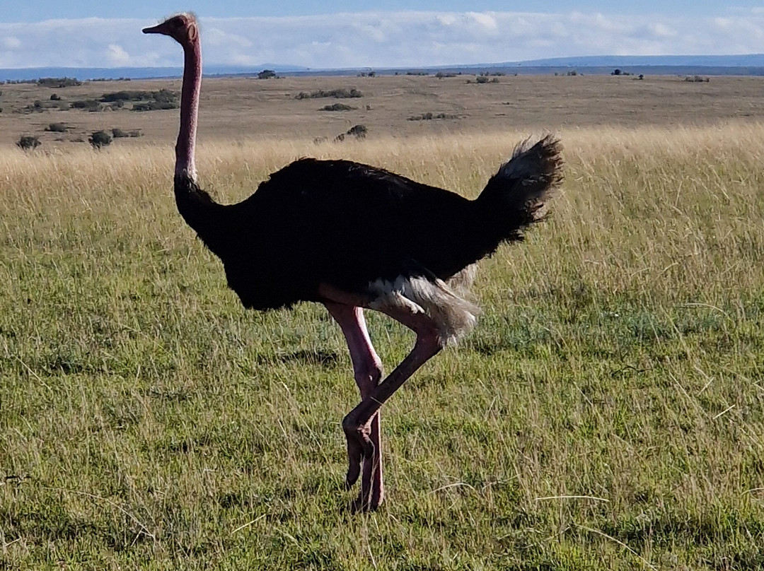 Luluka Safaris-纳罗克必去景点