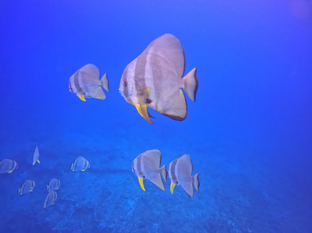 Scuba World Diving Mauritius-马喜埔必去景点