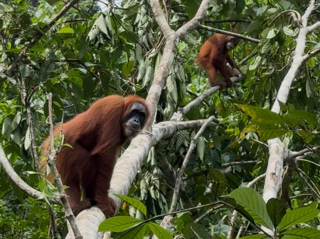Bukit Lawang Jungle Trekking-武吉拉旺必去景点