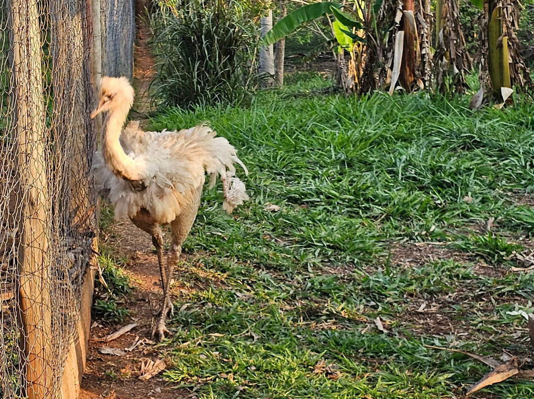 Bio Park-博尼图必去景点