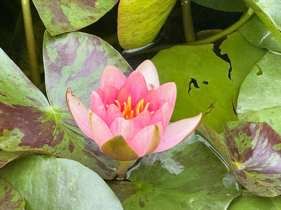 Le Jardin des Erables主图