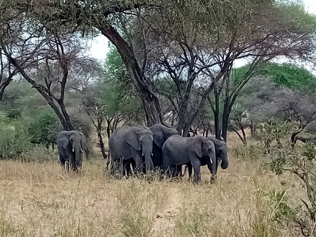 Leopard Tours Limited-阿鲁沙必去景点