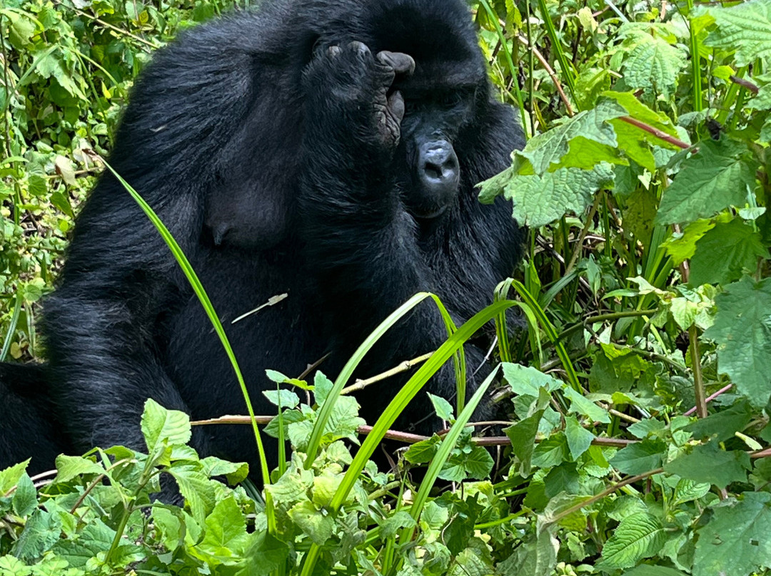Go Gorilla Trekking-吉佳利必去景点