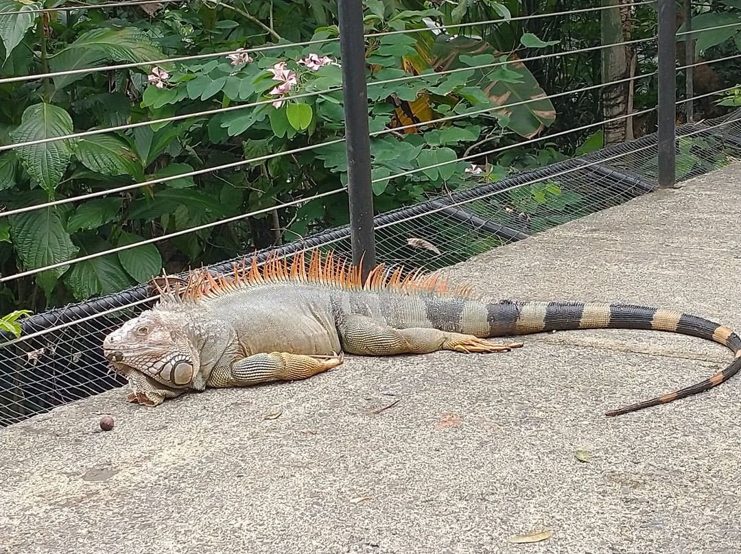 Rescate Wildlife Rescue Center-阿拉辉拉必去景点