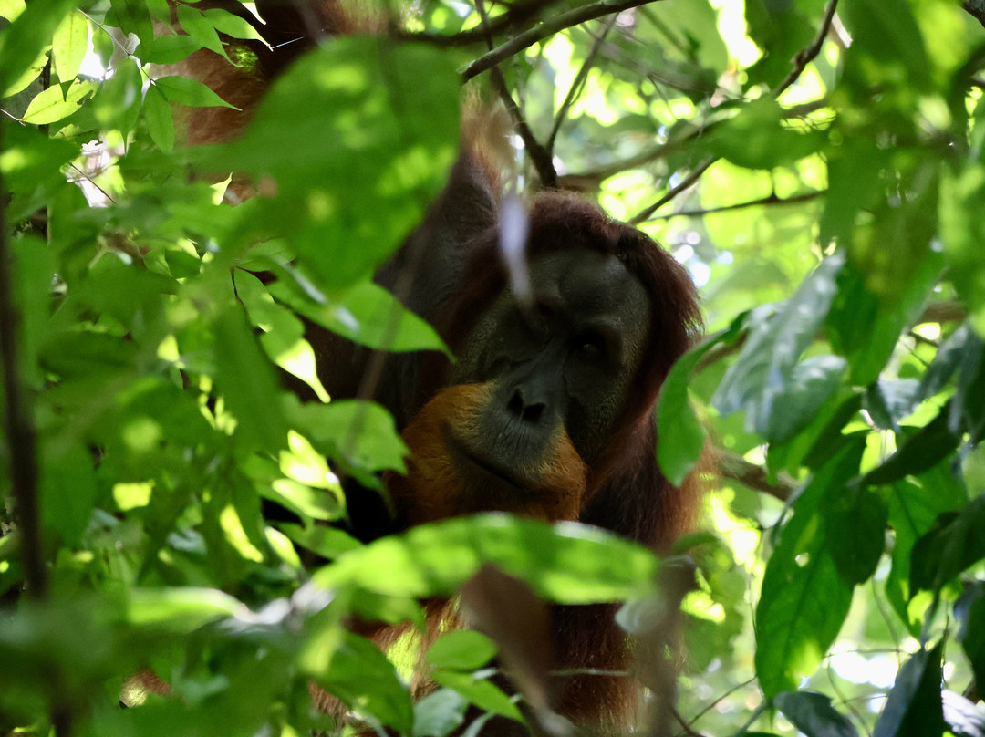 Sumatra Orangutan Explore-武吉拉旺必去景点