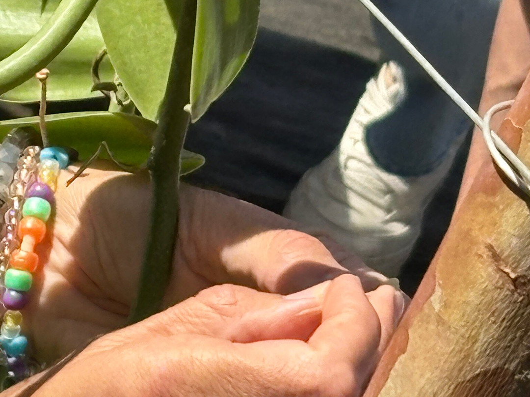 Hawaiian Vanilla Company-帕奥伊洛必去景点