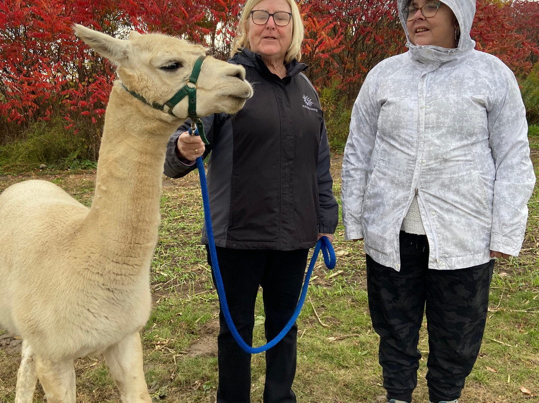 Udderly Ridiculous Farm Life-Blandford-Blenheim必去景点