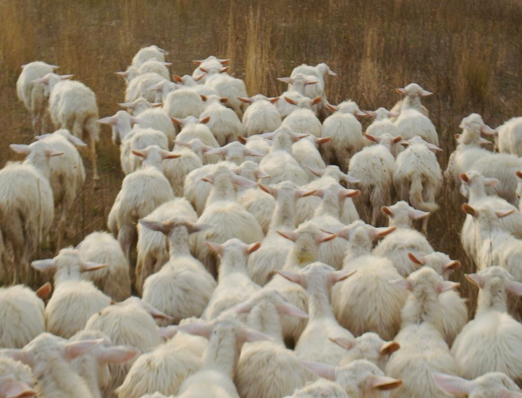 Fratelli Farina Azienda Agricola-阿夏诺必去景点