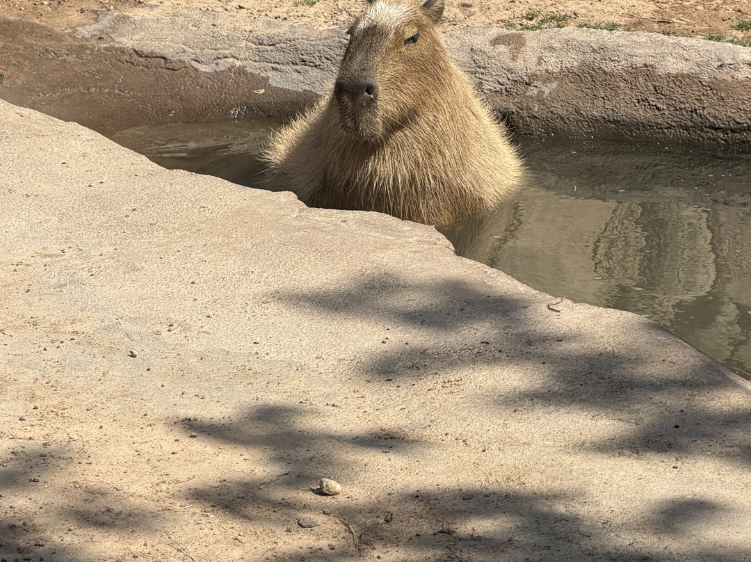 休士顿动物园-休斯顿必去景点