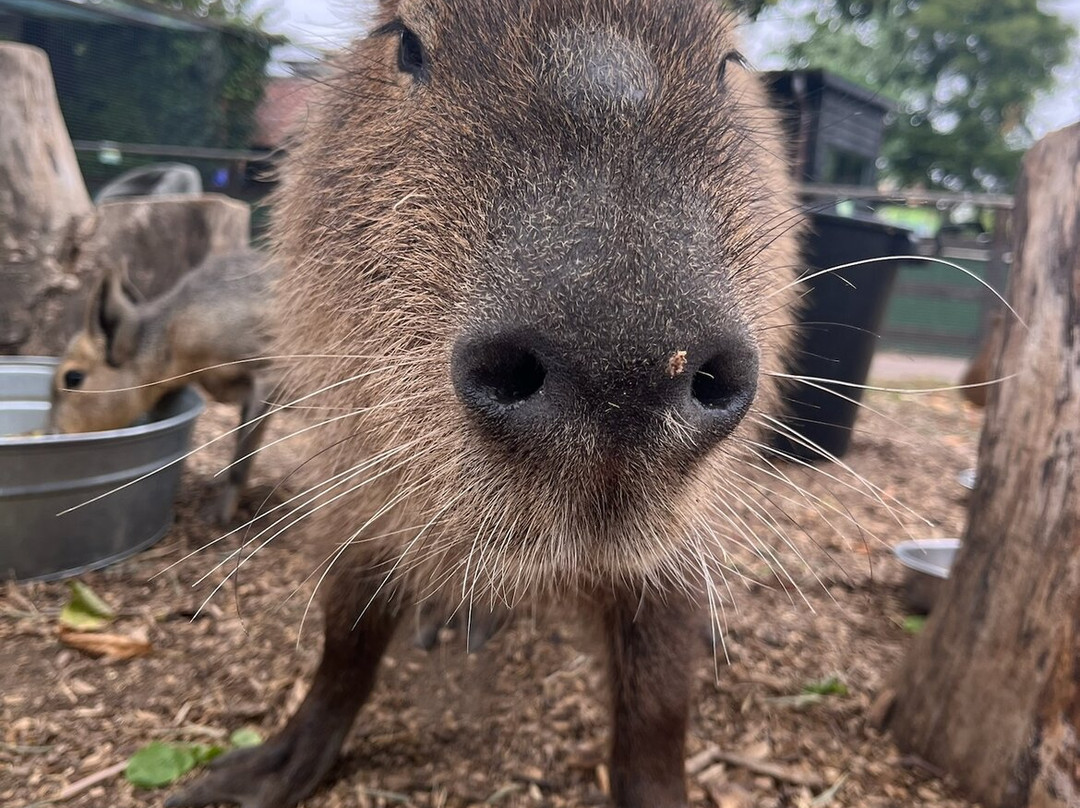 Shepreth Wildlife Park-Shepreth必去景点