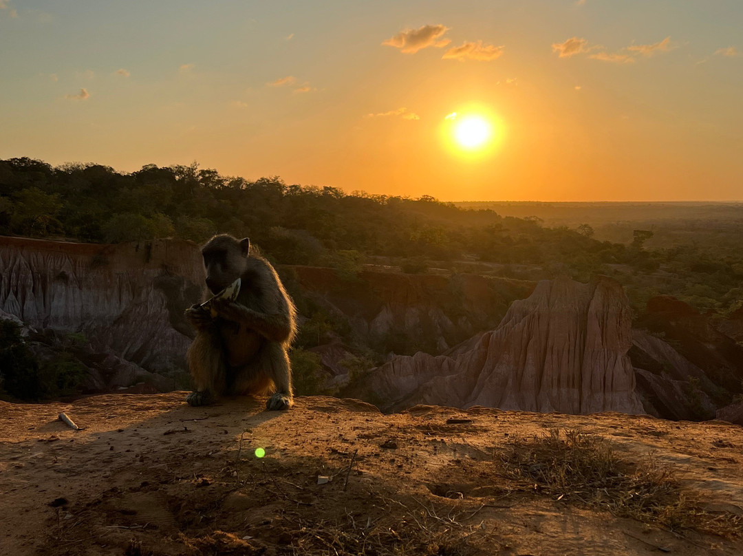 Safari Kenya roberto toba-瓦塔木必去景点