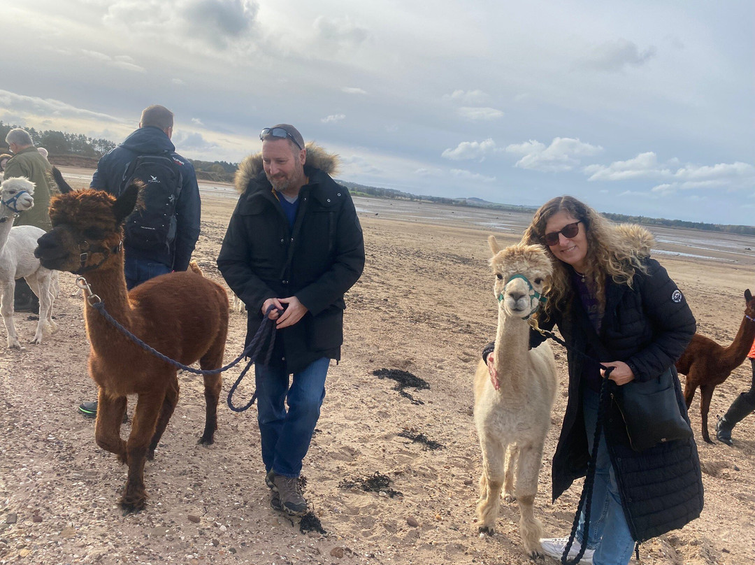 John Muir Alpacas-Dunbar必去景点