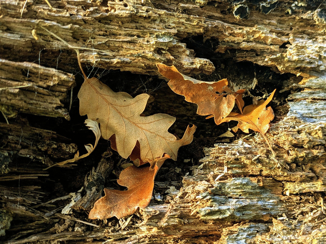 Harris Garden-雷丁必去景点
