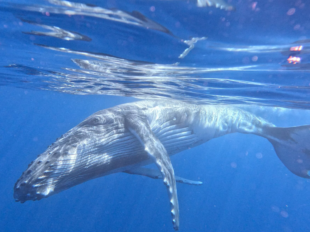 Koa Boat Tour-Tiahura必去景点