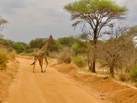 East African Voyage-阿鲁沙必去景点