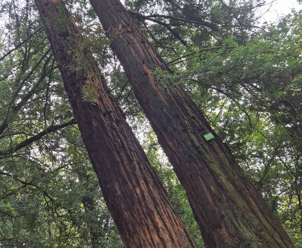 Parco del Castello di Sammezzano-Leccio必去景点